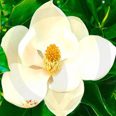 Magnolia in Bloom